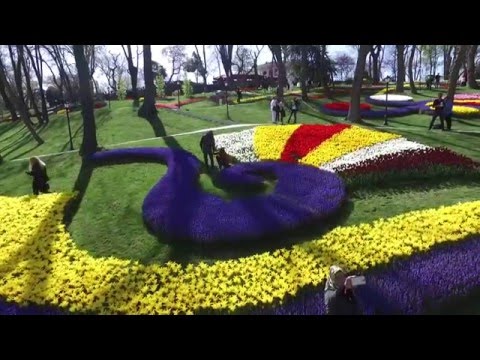 شاهد فيضان من الزهور يزين اسطنبول احتفالًا بـمهرجان التوليب