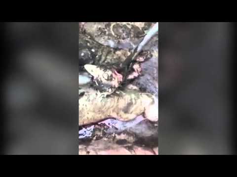 بالفيديو قرويون يقتلون مخلوقين متوحشين