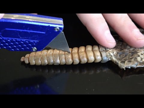 بالفيديو ماذا يوجد داخل ذيل الأفعى ذات الجرس القاتل