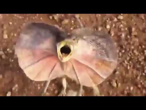 سحلية ضخمة تطارد شابا