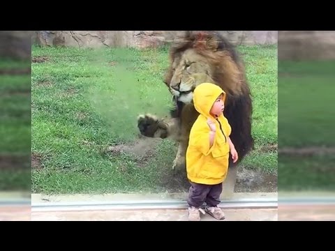 أسد يهاجم طفلا فى حديقة حيوان يابانية