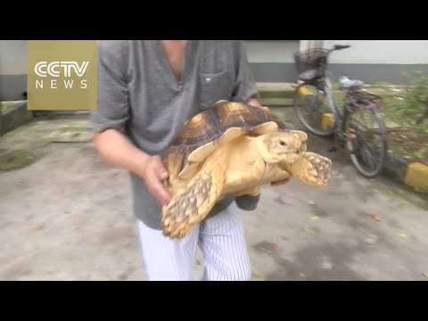 صيني يصنع حذاء خاص لسلحفاته النشيطة
