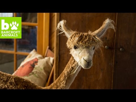 فيديو ألبكة تعتقد أنها إنسان من كثرة عناية مربيتها بها