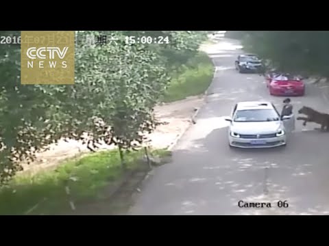 بالفيديو  النمور تلتهم سيدتين في احدى حدائق الحيوان في الصين