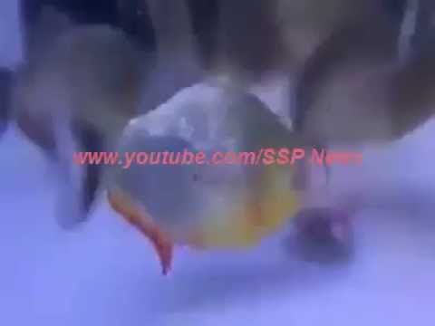 وضع سمكة في حوض بين عدد كبير من الكائنات البحرية