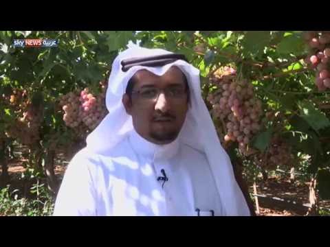 القطاع الزراعي يخطط لتحفيز الإنتاج في المملكة العربية السعودية