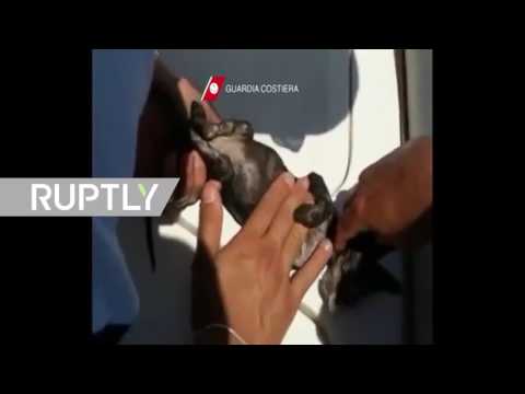 فيديو إنساني لعملية إنقاذ قط صغير سقط في البحر