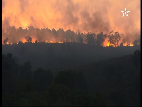 بالفيديو  إخماد حريق غابوي في منطقة خميس الساحل في العرائش