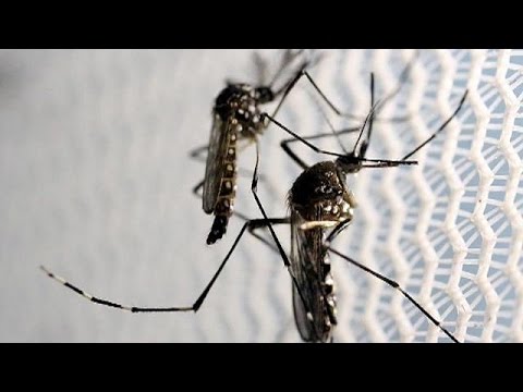 إصابات جديدة بفيروس زيكا في فلوريدا