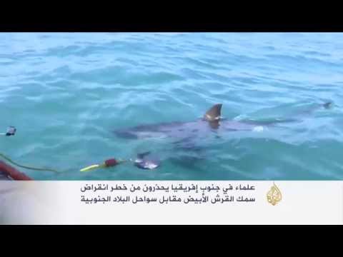 علماء يحذرون من خطر انقراض سمك القرش الأبيض
