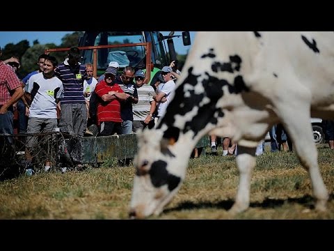 شاهد إشكاليات اتفاقية حصص إنتاج الحليب الأوروبية