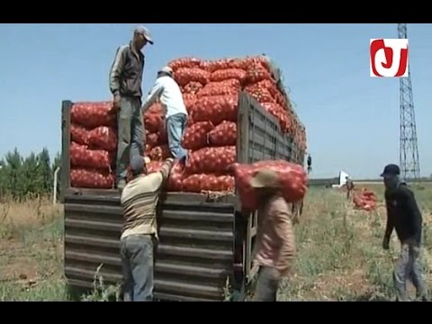 تصدير البصل المغربي إلى الأسواق الافريقية