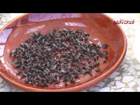 الذباب ينغص حياة أسرة في سيدي رحال والسبب ضيعة لتربية الديك الرومي
