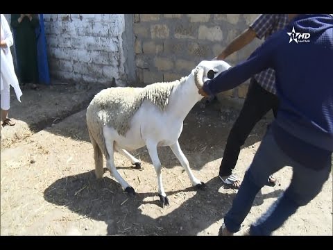 الاقبال على الضيعات الفلاحية
