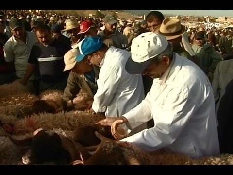 أجواء شراء أضاحي العيد من سوق أزرو المعروف في سلالة تمحضيت