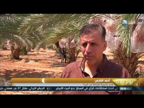 مزارعون فلسطينيون يؤكّدون أن ندرة المياة تهدد إنتاج التمر