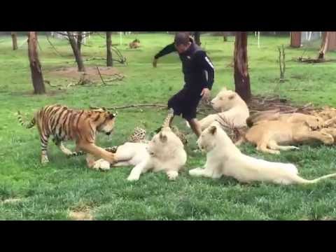 نمر ذكي يحمى رجلاً من هجوم فهد عليه