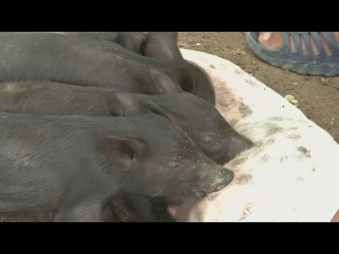 شاهد كلبة تتبنى 5 خنازير