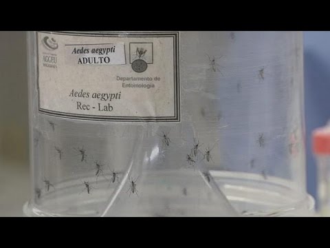 بالفيديو شاهد تسجيل أول حالة إصابة بفيروس زيكا لسيدة حامل في ماليزيا