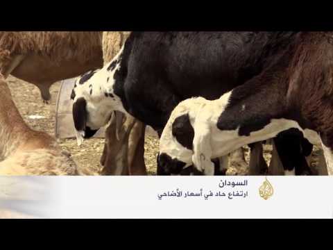 ارتفاع حاد لأسعار الأضاحي في السودان
