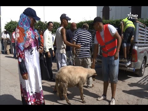 توزيع الأضاحي على الأسر الفقيرة في الرباط