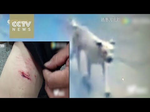 بالفيديو شرطة بكين تلقي القبض على كلب ضال عقَر 30 شخصًا