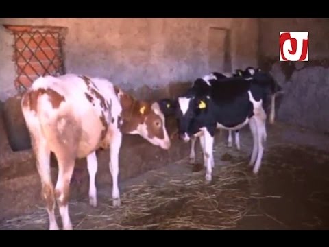 مرض غامض يضرب قطيع الماشية