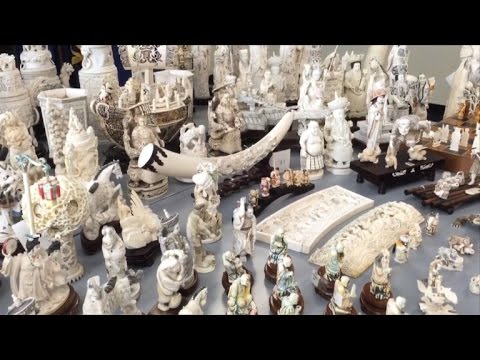 ضبط كميات قياسية من العاج في نيويورك