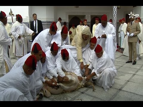 شاهد لحظة نحر الملك محمد السادس لأضحيته