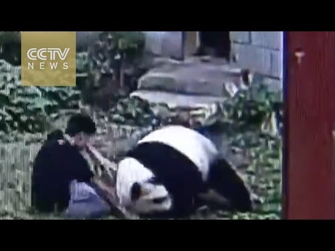 بالفيديو  معركة بين باندا وزائر مستفزتجذب الزوار بطريقة كبيرة