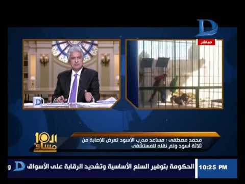 3 أسود تهاجم مدربًا على طريق مصر إسكندرية الصحراوي