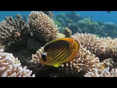 مخاوف على الشعاب المرجانية في خليج العقبة
