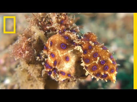 شاهد شاهد أخطر أنواع الأخطبوط في العالم
