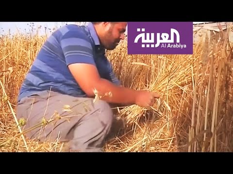 شاهد فلسطيني من ذوي الاحتياجات الخاصة يتطوّع في حصاد القمح