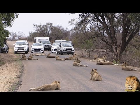 شاهد لحظات مروعة لقطع الطريق من أكبر قطيع أسود