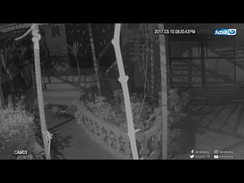 بالفيديو الكاميرات ترصد سلعوة مفترسة تهاجم البيوت