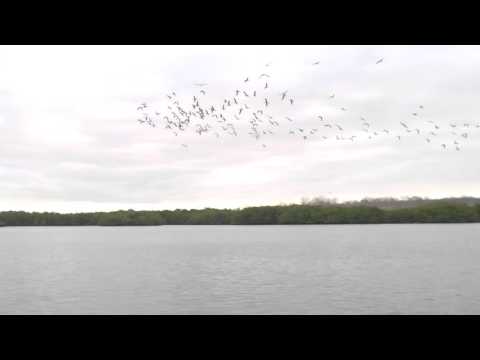 لقطة مذهلة لعشرات الطيور تغطس لاصطياد أسماك