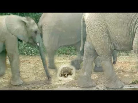 السلحفاة الأكثر حظًا في العالم تنجو من الموت بأعجوبة