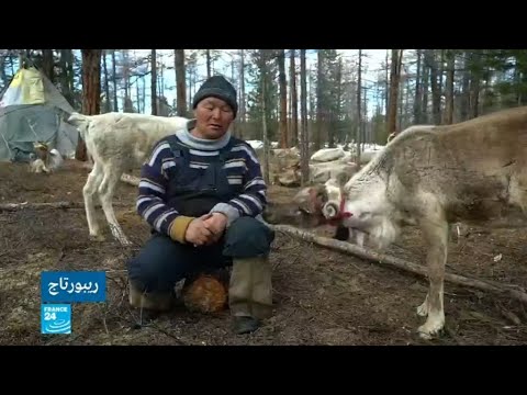 شاهد رعاة الرنة على الحدود الروسية المنغولية ينفصلون عن الحداثة