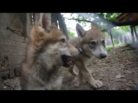 شاهد توبوليف 134 الأسطورية تقوم بآخر رحلة جوية لها