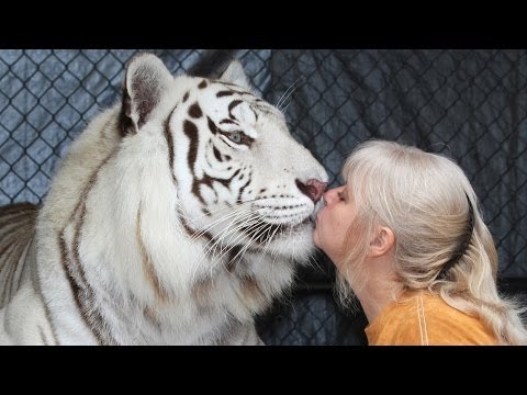 بالفيديو علاقة حب غير عادية بين أميركية ونمرين