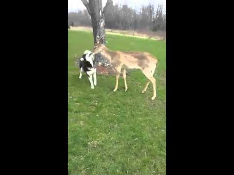 شاهد غزال أليف يجيد اللعب مع البشر والحيوانات