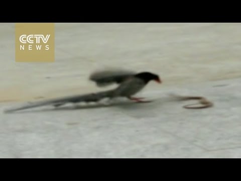 فيديو مصارعة عنيفة بين طائر وثعبان