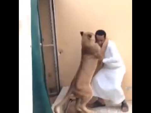 شاهد أسد يستقبل صاحبه بعناق حار