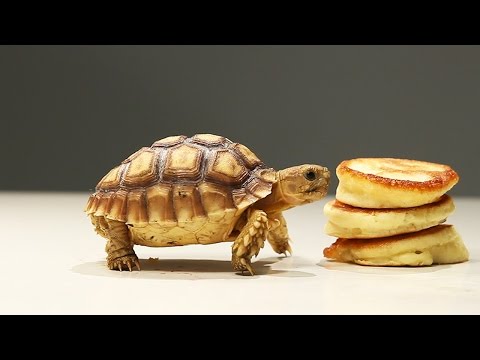 بالفيديو بان كيك مميز للغاية ومعد خصيصًا للسلاحف