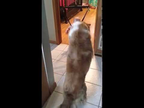 كلب يعلم رضيعًا كيفية القفز من مكانه