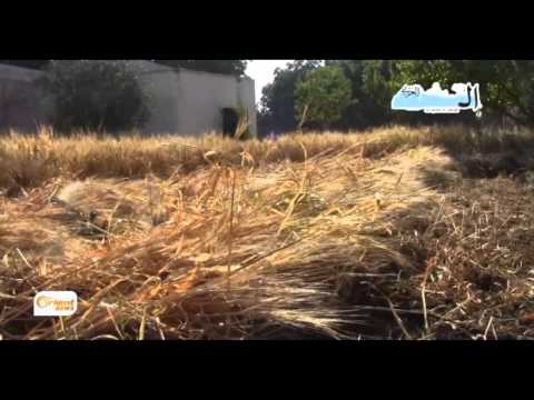 شاهد تراجع إنتاج القمح بنحو 60 منذ عام 2011 في سوريا