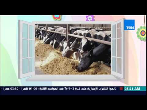 شاهد الزراعة تستعد لـ الأضحى بـ 105 آلاف رأس ماشية وأغنام