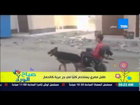 شاهد طفل مصري يستخدم كلبًا في جر عربة بدلًا من الحمار