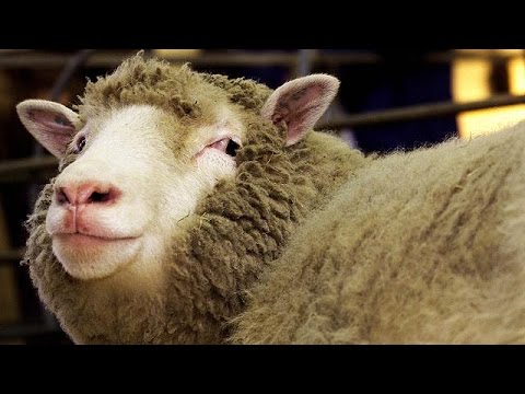 شاهد البرلمان الأوروبي يصوت على منع الاستنساخ الحيواني
